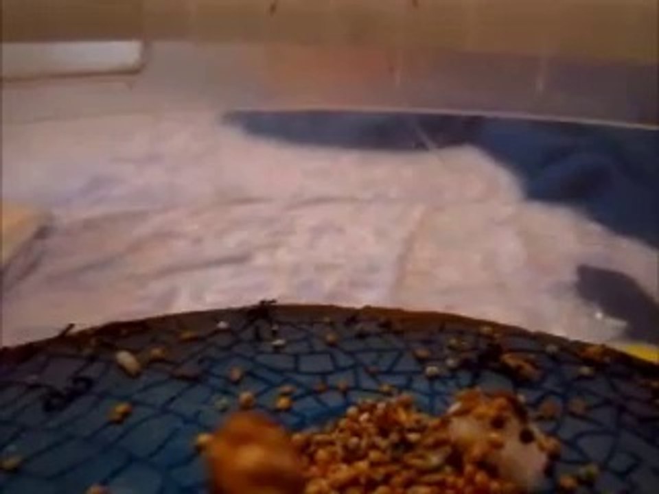 Anti Evasion Poussière De Terre