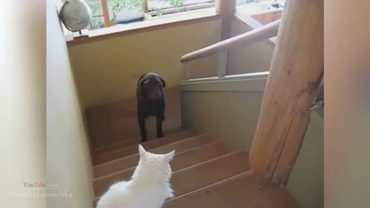 Pranks - Gags - Win - Fail.262