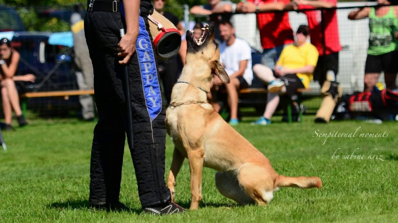 Be Aware Cobra @ ÖGV-Schutzhelferseminar 2014