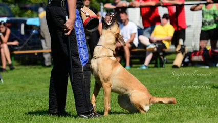 Be Aware Cobra @ ÖGV-Schutzhelferseminar 2014