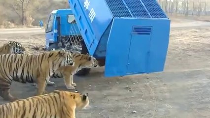 Kaplanlara yem olarak bırakılan keçi