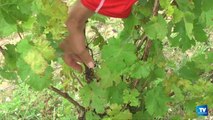 Vendanges 2014 : Un tiers du vignoble audois ne sera pas récolté, détruit par l'orage de grêle du 6 juillet dernier.