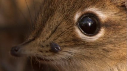 Gizli Krallık: 1- Gökyüzünün Altında