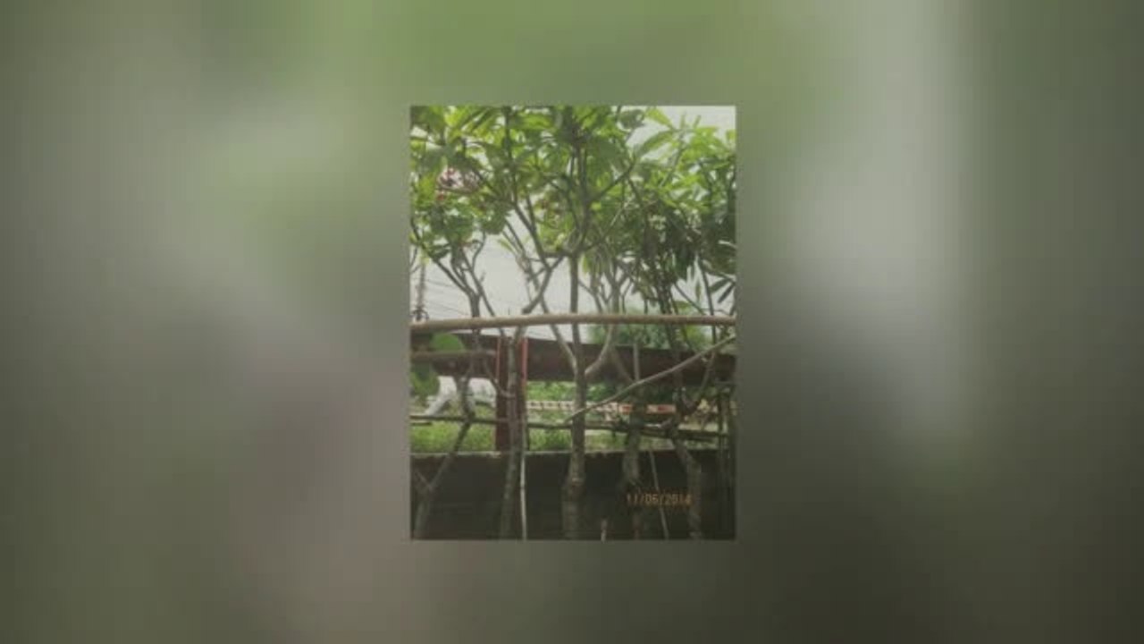 Bán cây Hoa Sứ các loại trồng Công trình, nhà vườn giá rẻ