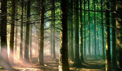 Gizli Krallık: 2- Gizli Ormanlar