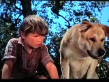 Old Yeller - I Learned from You (50th Anniversary!)