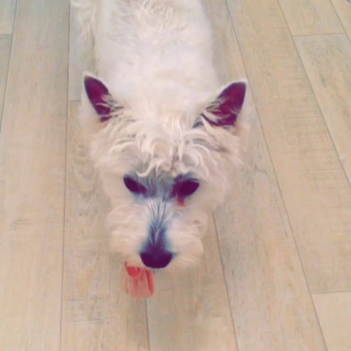 Westie
