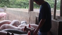 Porcs fermiers Sarthe : 25e Anniversaire de L.P.S.