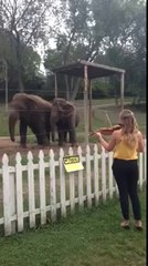 Ces deux éléphants dansent grâce aux notes d'une célèbre violoniste !