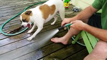 Dog loves drinking water from the hose