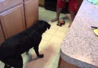 Dog Perplexed by Toy Car