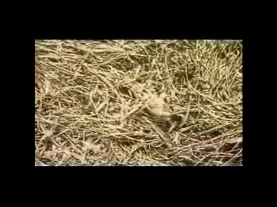 Arbuckle/Keaton-1919 Silent-The Hayseed Pt1/3