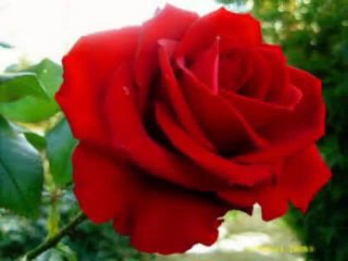 MENSAGEM CONTRIBUIÇÃO - e CORAL= FOI DEUS