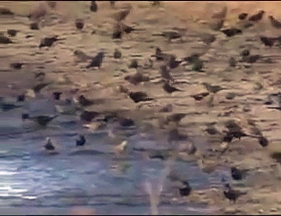 Fatal Contact: Bird Flu in America