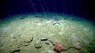 Hundreds Of Vents Leaking Methane From Atlantic Sea Floor