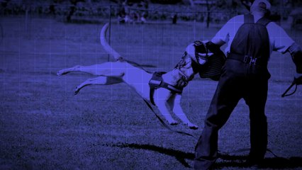 Be Aware Cobra @ Plechacek-Seminar 2014