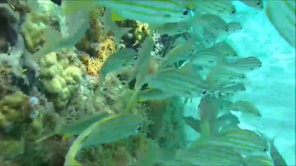 Martinique sous l'eau... les C2C au milieu des tortues et des poissons