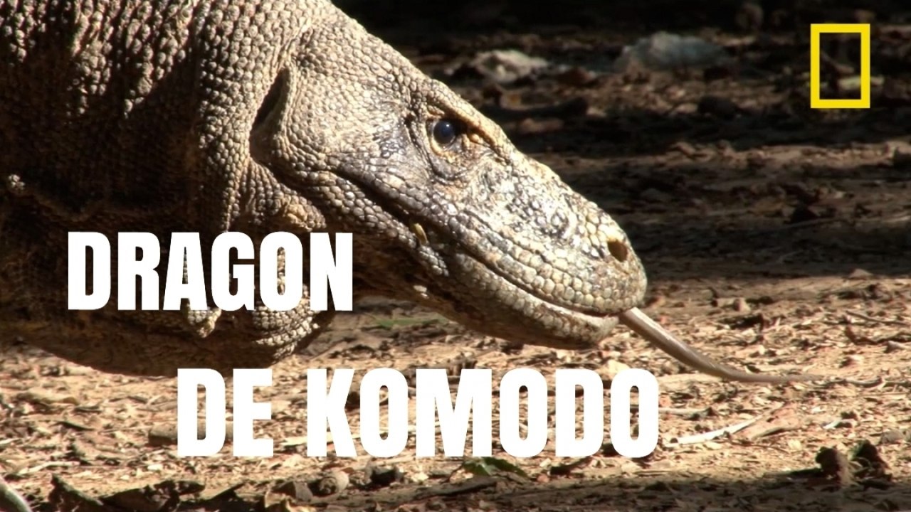 Le dragon de Komodo, lézard géant à la salive mortelle [National Geographic]