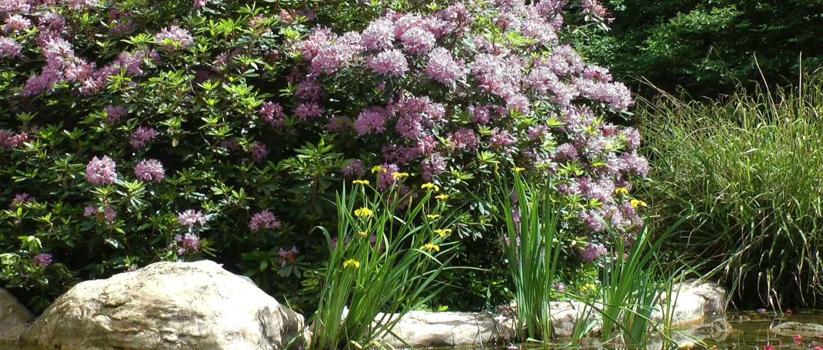 Mon bassin 4 ème saison après sa mise en eau