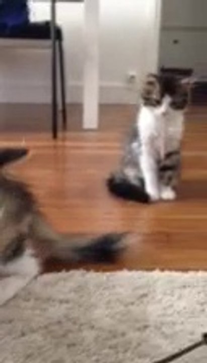 Olive et Myrtille