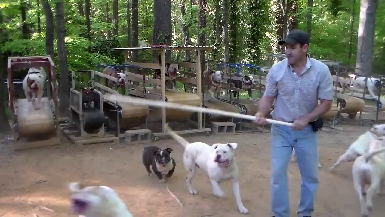 Dog treadmill