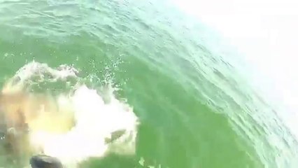 Grouper eats 4ft shark in one bite