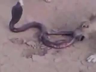 Dogs and Snake Fight .. Snake Killed by Dogs at last