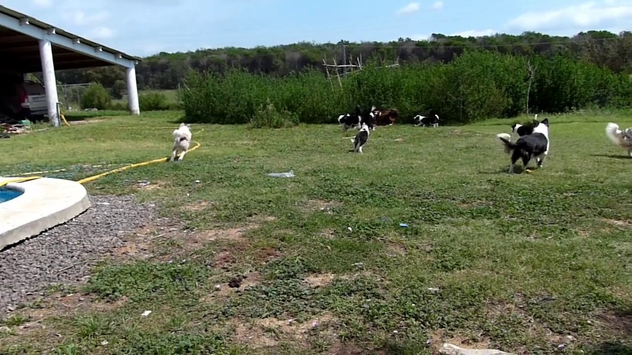 Mafalda's Border Collie -Visita de Pam