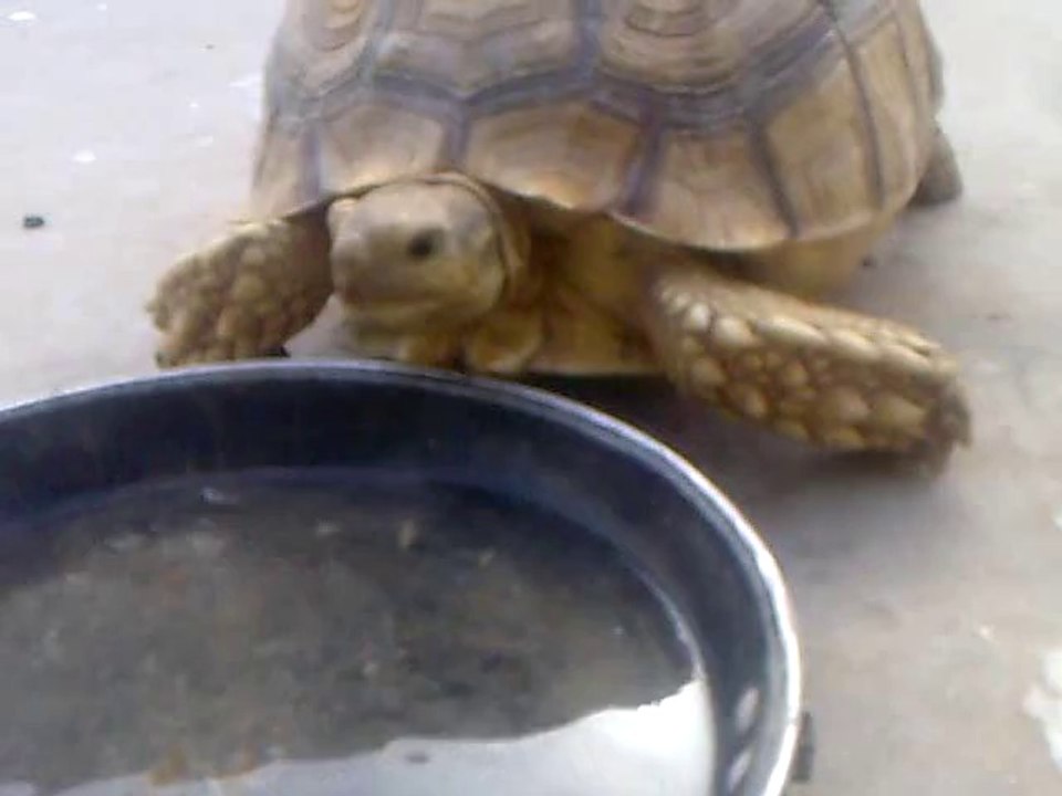 Comment boit une tortue