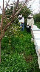 Varroa Savascisi Ile Kolay Ilaclama