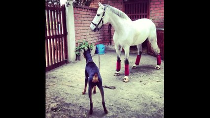 Doberman dog and horse are best friends