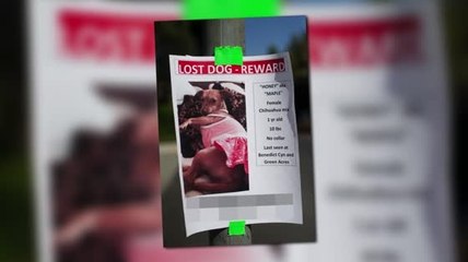 Suri Cruise's Dog Has Gone Missing