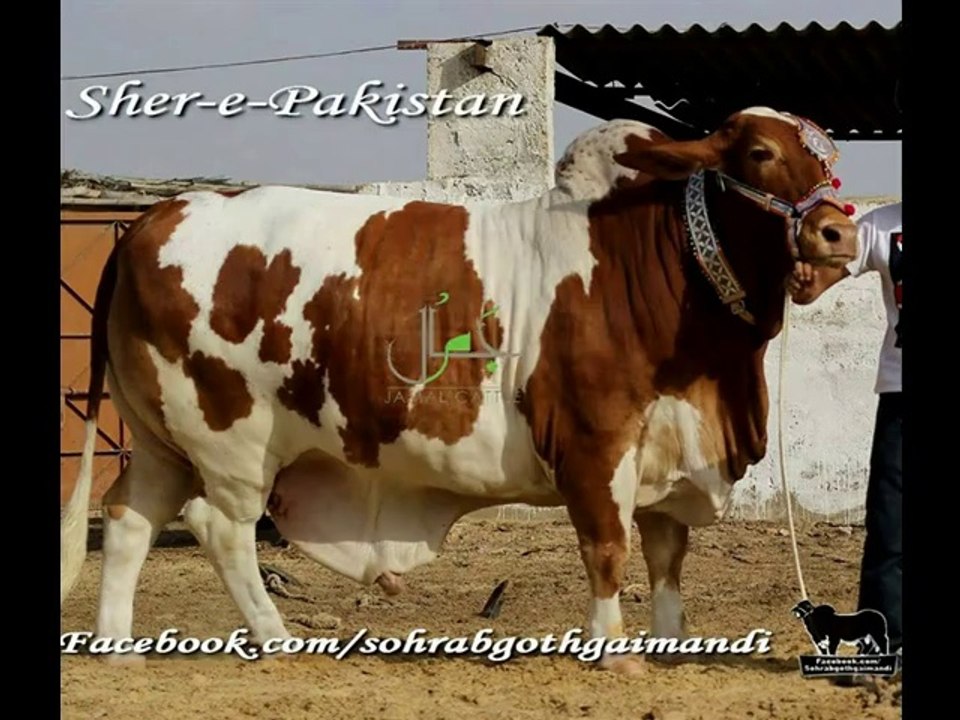 Sher-e-Pakistan