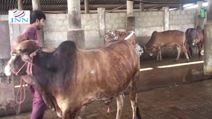 jnn mandi yaqoob Gujjar Farm