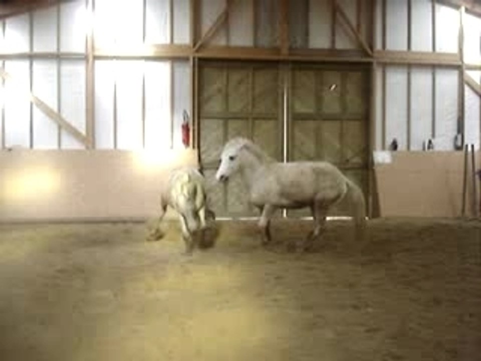 Hamalh & Orage, Ecuries du bout du monde