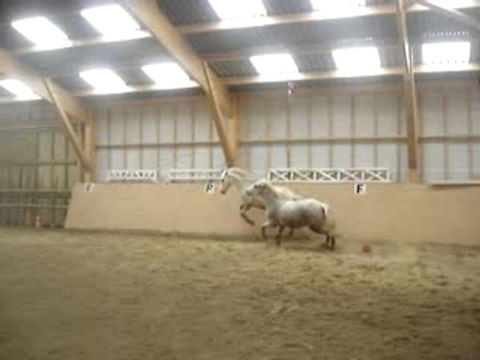 Hamalh & Orage, Ecuries du bout du monde