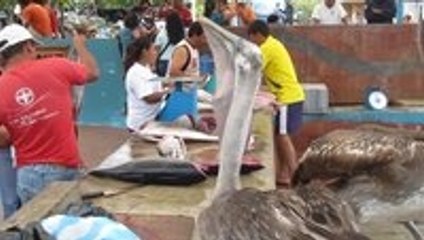 Pelican gets fish head stuck in his throat