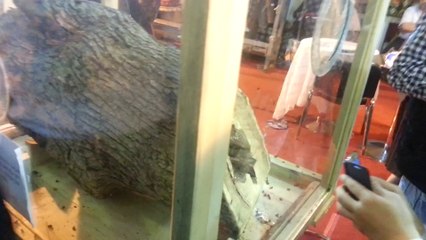 30 Bin Liraya Satılan Karakovan Balı