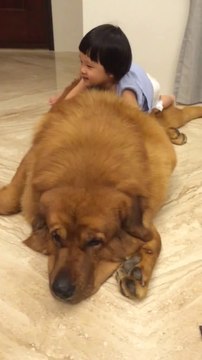 Une petite fille joue avec un chien géant : mastiff tibétain!