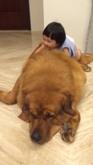 Little Girl Plays With Giant Tibetan Mastiff