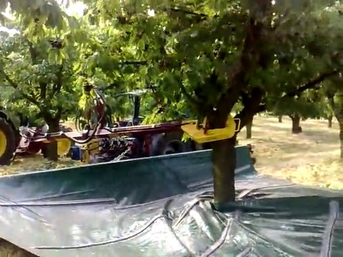 You’ll Never Guess How Cherries Are Harvested From Cherry Trees