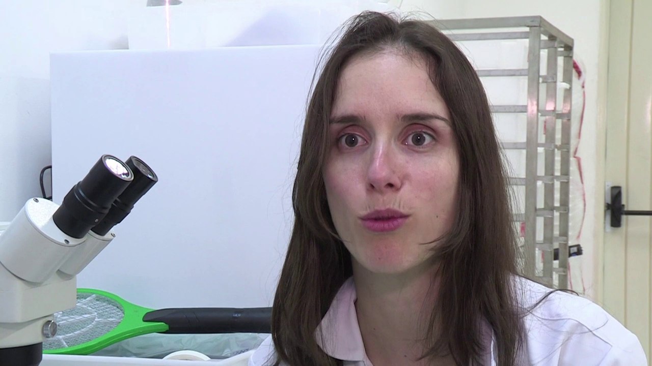 Des moustiques transgéniques contre la dengue