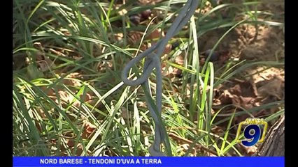 NORD BARESE | Tendoni d'uva a terra