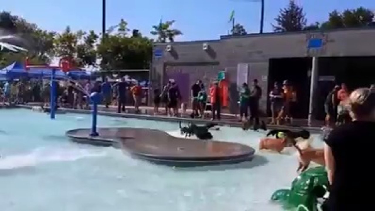 dogs playing & enjoying in swimming pool