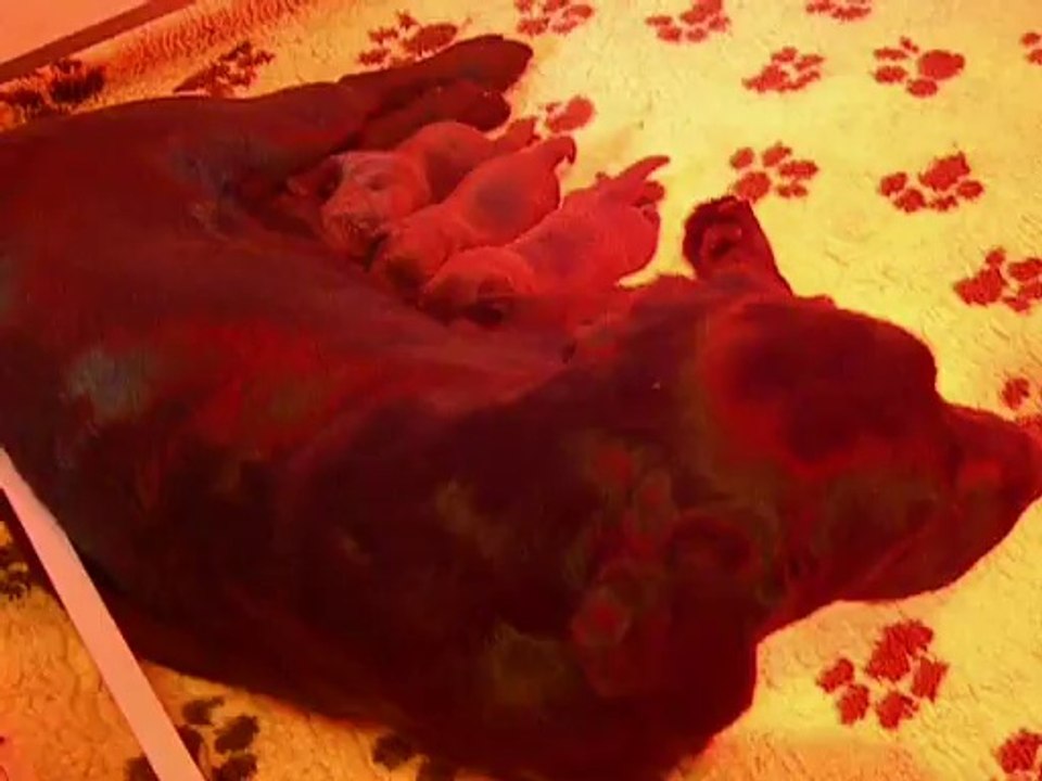 Chiot Lady 4 jours Video 2