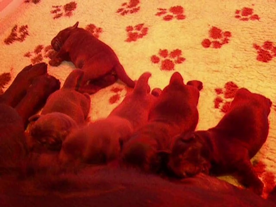 Chiot Lady 4 jours Video 3