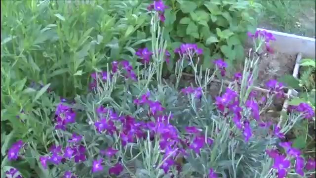 La Valse d’un printemps