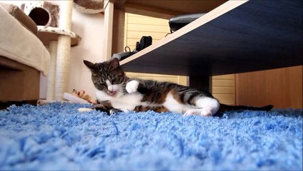 Funny video Funny cat crazy cat Cats vs Tiny RC Helicopter