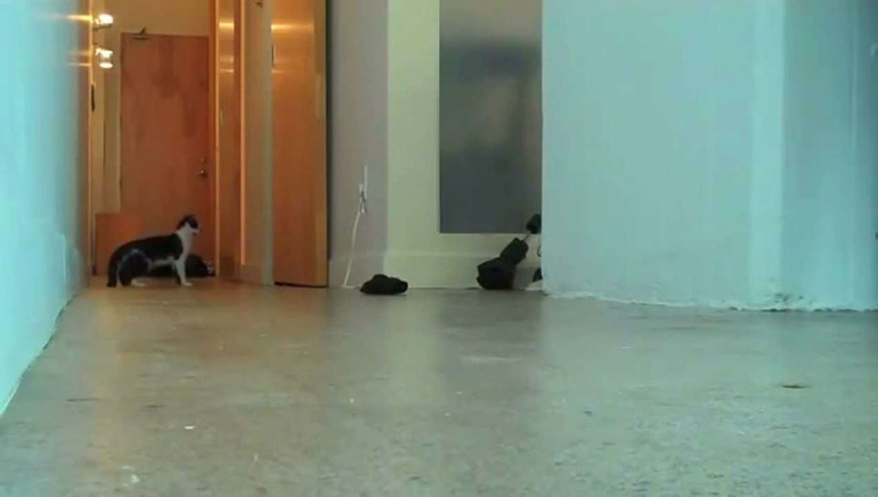 Funny Video of cute cats
