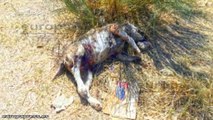 Descubren más de 50 perros famélicos y dos muertos